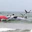 Seagulls flock over a 30 foot Minkie Whale at Portstewart Beach on The North Coast on Monday morning.PICTURE MARK JAMIESON.